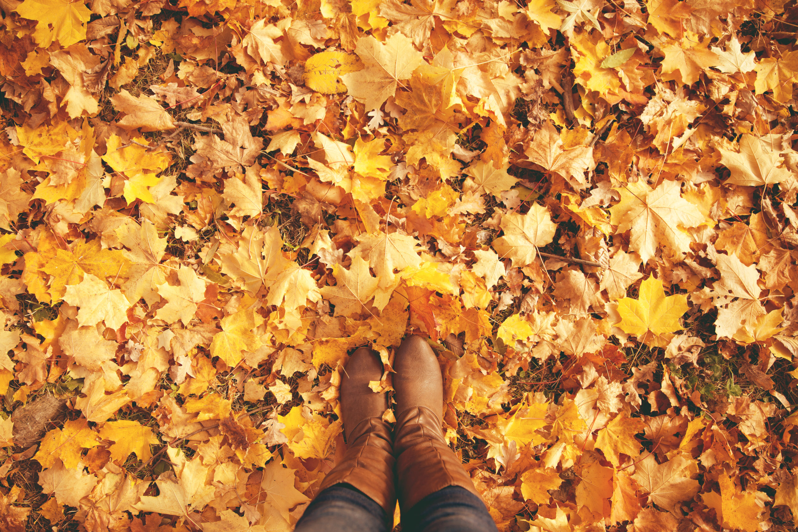 Желтые листья под ногами